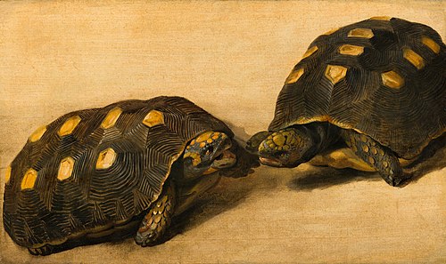 Two dueling tortoises, 1640, Albert Eckhout