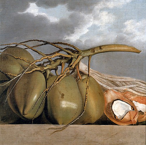 Coconuts, 1640, Albert Eckhout
