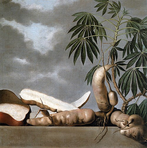 Still-life of the tropical fruit manioc, 1643, Albert Eckhout