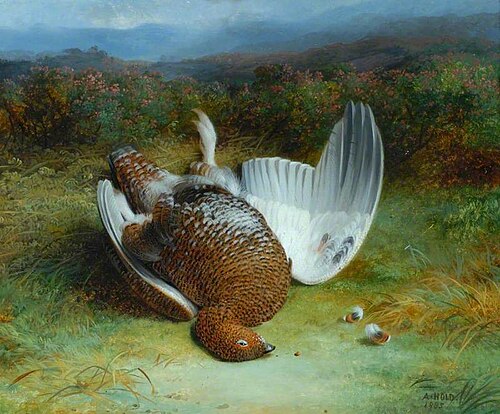 Dead Grouse, 1855, Abel Hold