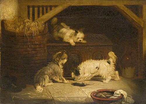 Terriers Ratting, , George Armfield