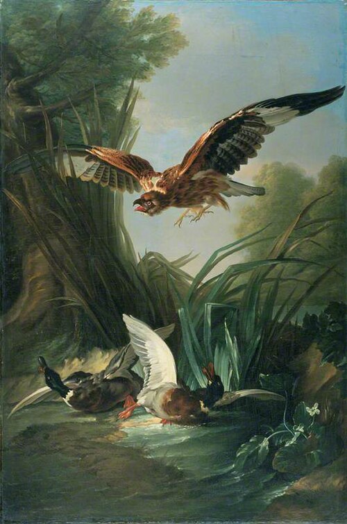 Hawk Attacking Wild Duck, 1742, Jacques Charles Oudry
