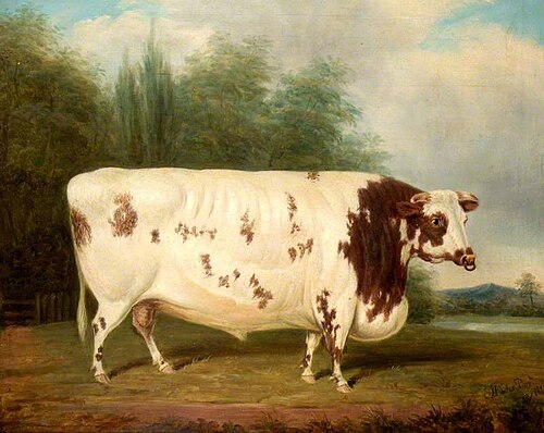 Shorthorn Bull, 1845, James Loder