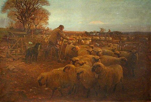 Sheep, , John Pedder