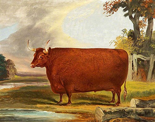 Devon Ox, 1862, John Vine