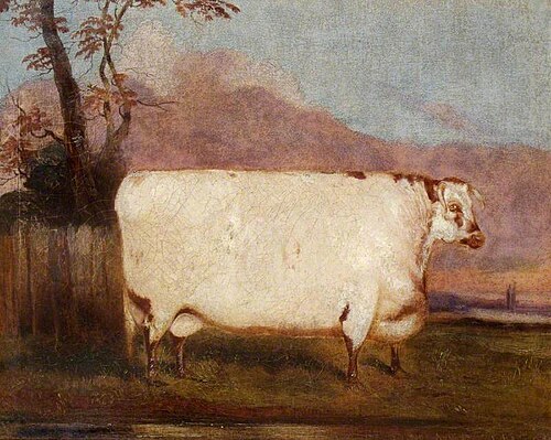 A Shorthorn Cow, , John Vine