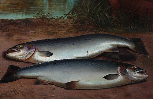 Two Salmon, 1878, William Geddes