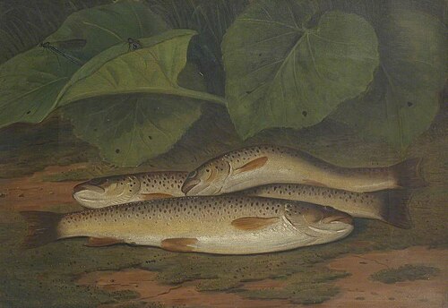 Petteril Trout, 1855, Robert Harrington