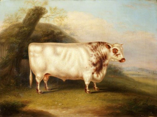 'Harlsonia' (Shorthorn Bull), 1855, Henry Stafford