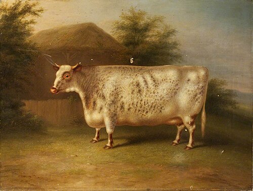 A Shorthorn Cow, 1855, Henry Stafford