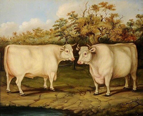 Castle Howard Shorthorns, , Henry Stafford