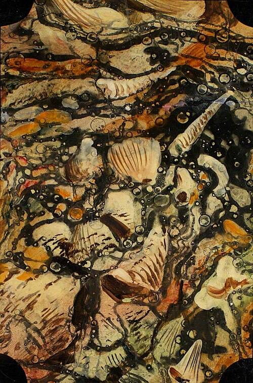 Shells, , Alfred Worthington