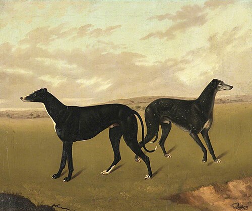 Two Greyhounds, Called ‘Demus’ and ‘Dermot’, 1822, Edmund Ward Gill
