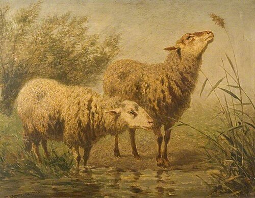 Étude de mouton, , Edouard Woutermaertens