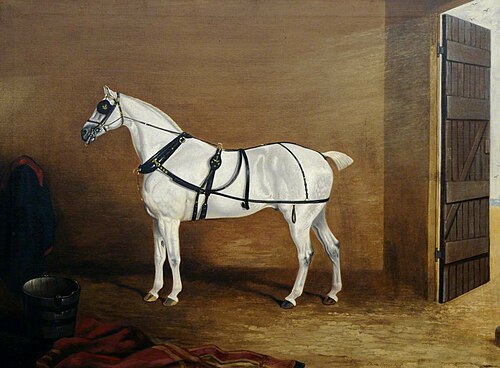 A Grey Carriage Horse in a Stable, 1827, Edwin Cooper