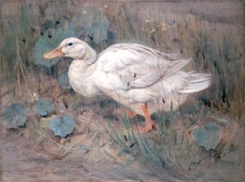 A White Duck by Edwin Alexander - Edwin Alexander, , Edwin John Alexander