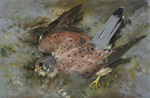 Kestrel Hawk, , Edwin John Alexander