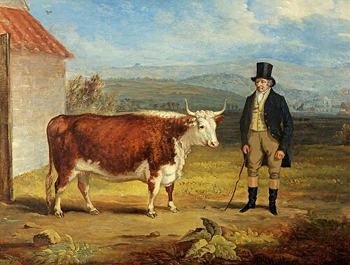 Mr James Hodges and His Two-Year-Old Hereford Heifer, 1843, James Flewitt Mullock