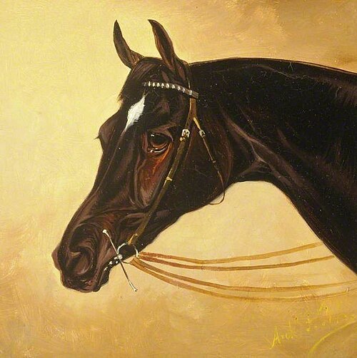 Horses Head, 'Bendigo', , Archibald Preston Tilt