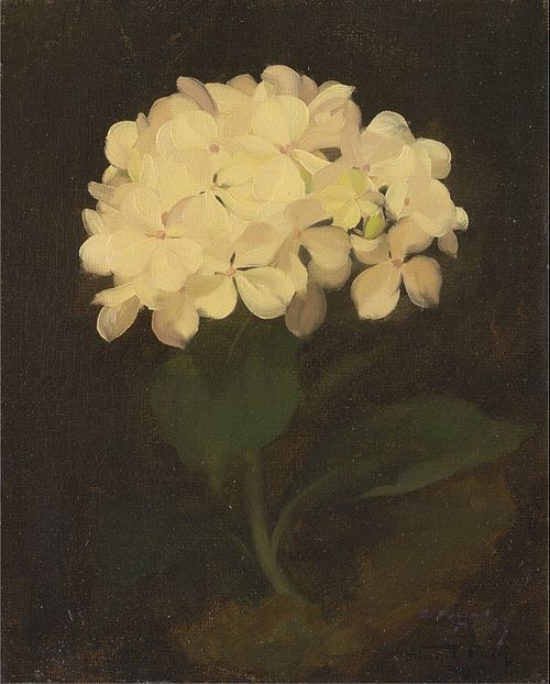White Hydrangea, 1890, Stuart Park
