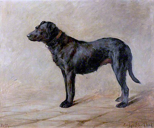 'Betty', a Black Labrador, 1911, Evelyn Blacklock