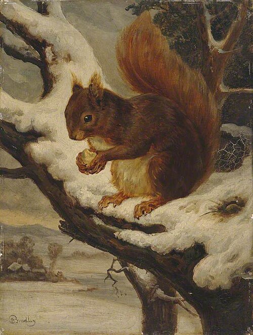 A Red Squirrel Eating a Nut, , Basil Bradley