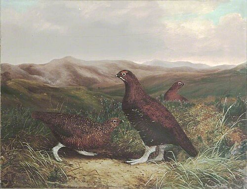 Cumberland Moor and Grouse, 1878, Benjamin Hold