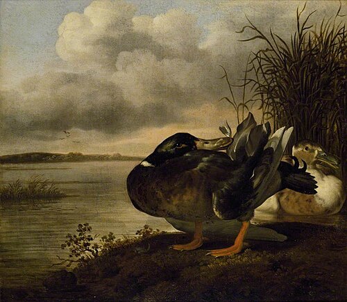 A Pair of Ducks in a Landscape, 1659, Johannes Spruyt