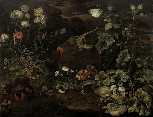 Plants and animals, , Franz Michael Sigismund von Burgau the Elder