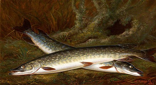 Dead Pike, 1881, Thomas Greenslade Targett