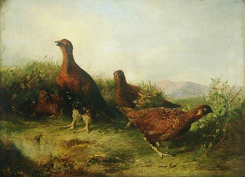 Red Grouse, , John Christopher Bell