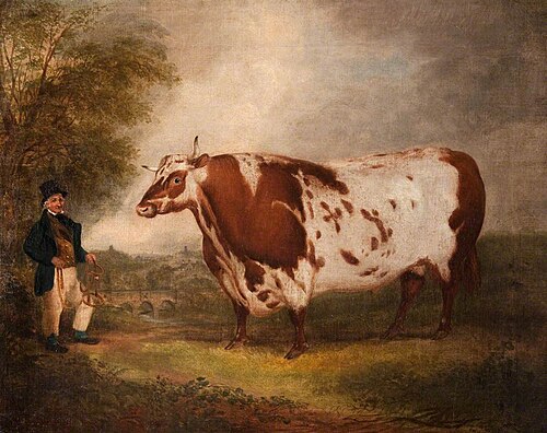 The Dunearn Ox, 1813, Thomas Weaver