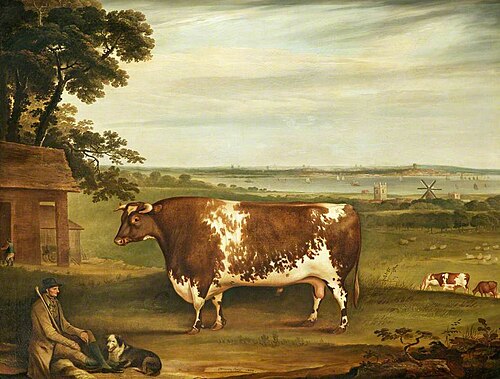 The Bull 'Patriot', 1809, Thomas Weaver