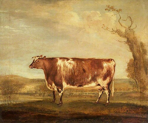 Short-Horned Heifer, 1825, Thomas Weaver