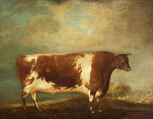 Short-Horned Bull, 1825, Thomas Weaver