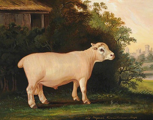 A Prize Warwickshire Lamb, 1829, Thomas Weaver