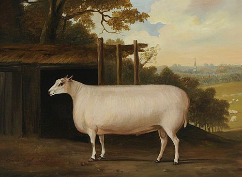 A Prize Sheep by a Shelter, 1817, Thomas Weaver