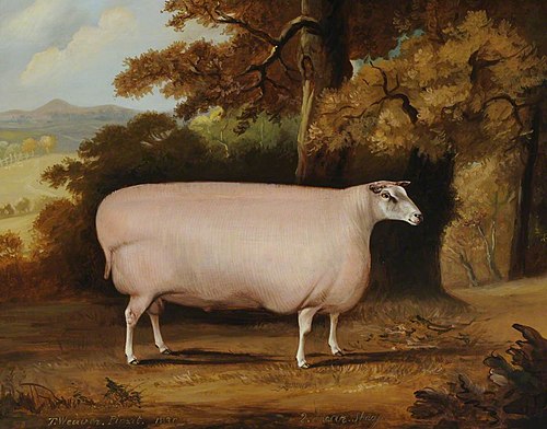 A Shearling Sheep, 1830, Thomas Weaver