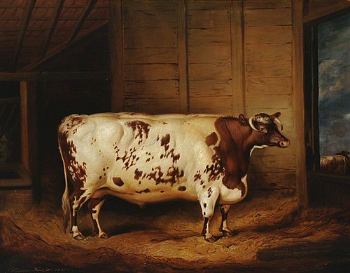 A Prize Shorthorn Ox, 1831, Thomas Weaver