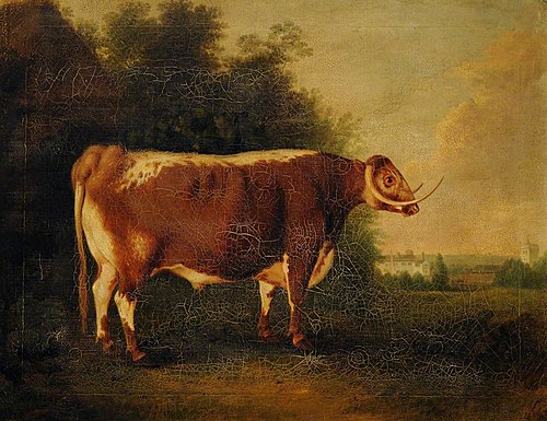 A Prize Longhorn Bull, 1830, Thomas Weaver