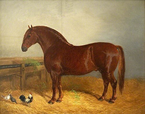 Suffolk Punch, , John Duval