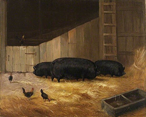 Prize Pigs, , John Duval