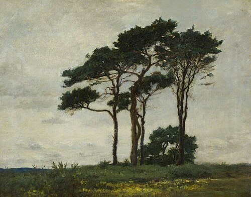 A Group of Firs, , John Leslie Thomson