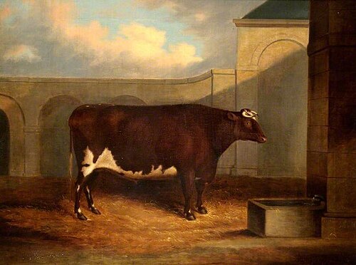The Ox 'Prince', , George Bailey