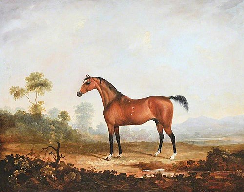 Lord Anglesey's Horse 'Cossack', 1828, George Nairn