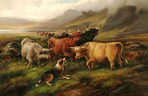 Highland Cattle in Mountain Scene, , John W. Morris