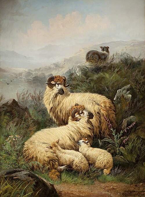 Mountain Sheep, , John W. Morris