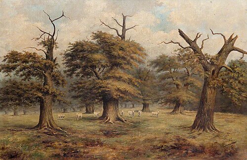 Cadzow Cattle and Oaks, 1910, George Sweet