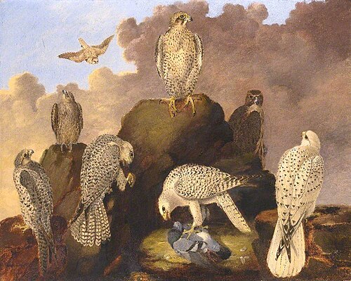 Large Falcons of the Palearctic, 1879, Wilfred Williams Ball