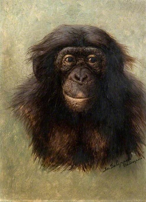 Head of chimpanzee (simia satyrus marungensis) from life, 1904, Jos Schippers